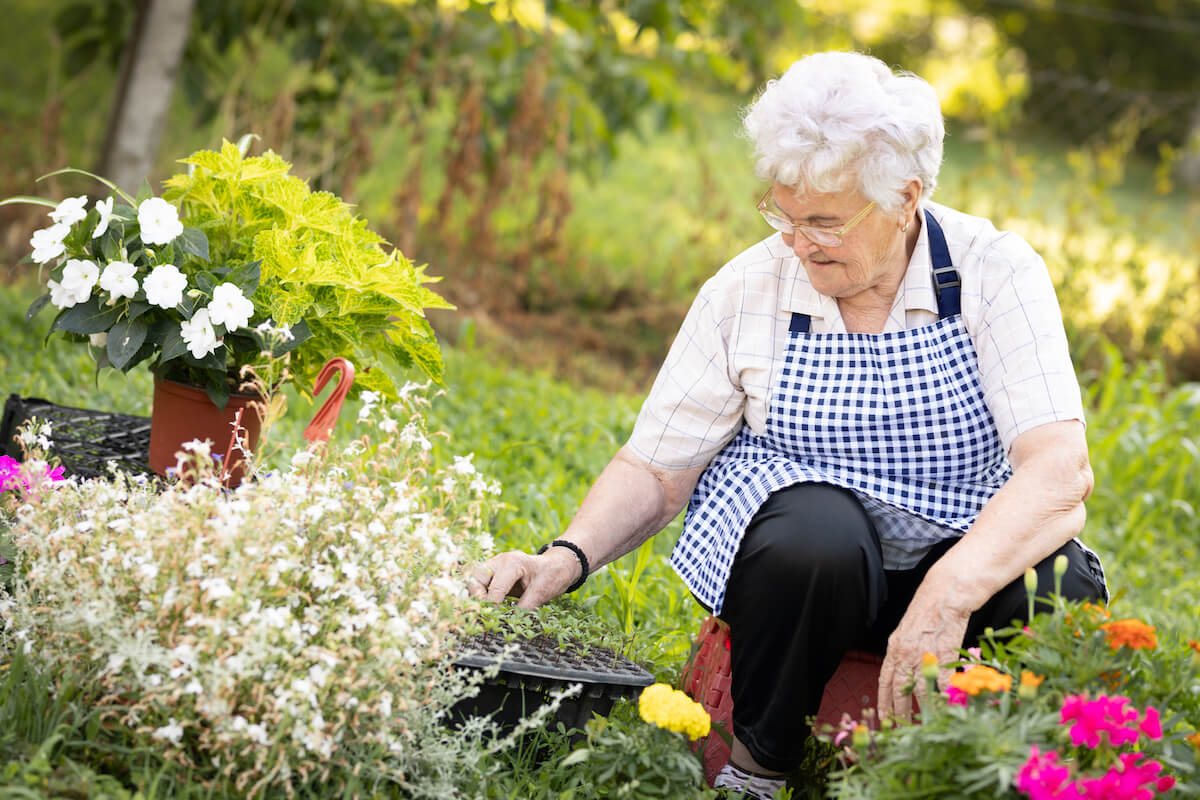 Senior woman working in her garden with plants. Hobbies and leisure